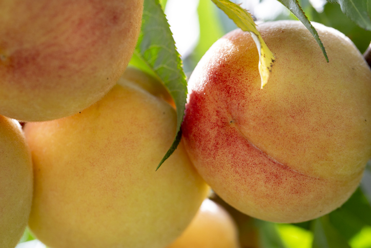 Branch of peach tree (with peaches)